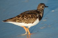 Ruddy Turnstone